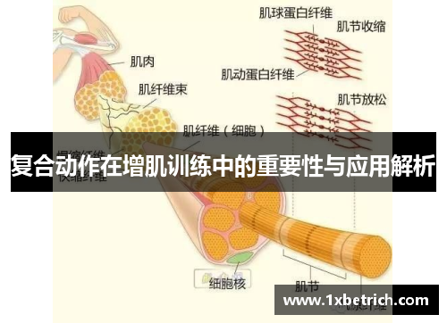 复合动作在增肌训练中的重要性与应用解析