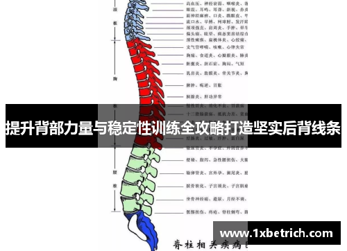 提升背部力量与稳定性训练全攻略打造坚实后背线条